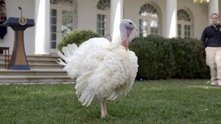 Presentation of the 2018 National Thanksgiving Turkey