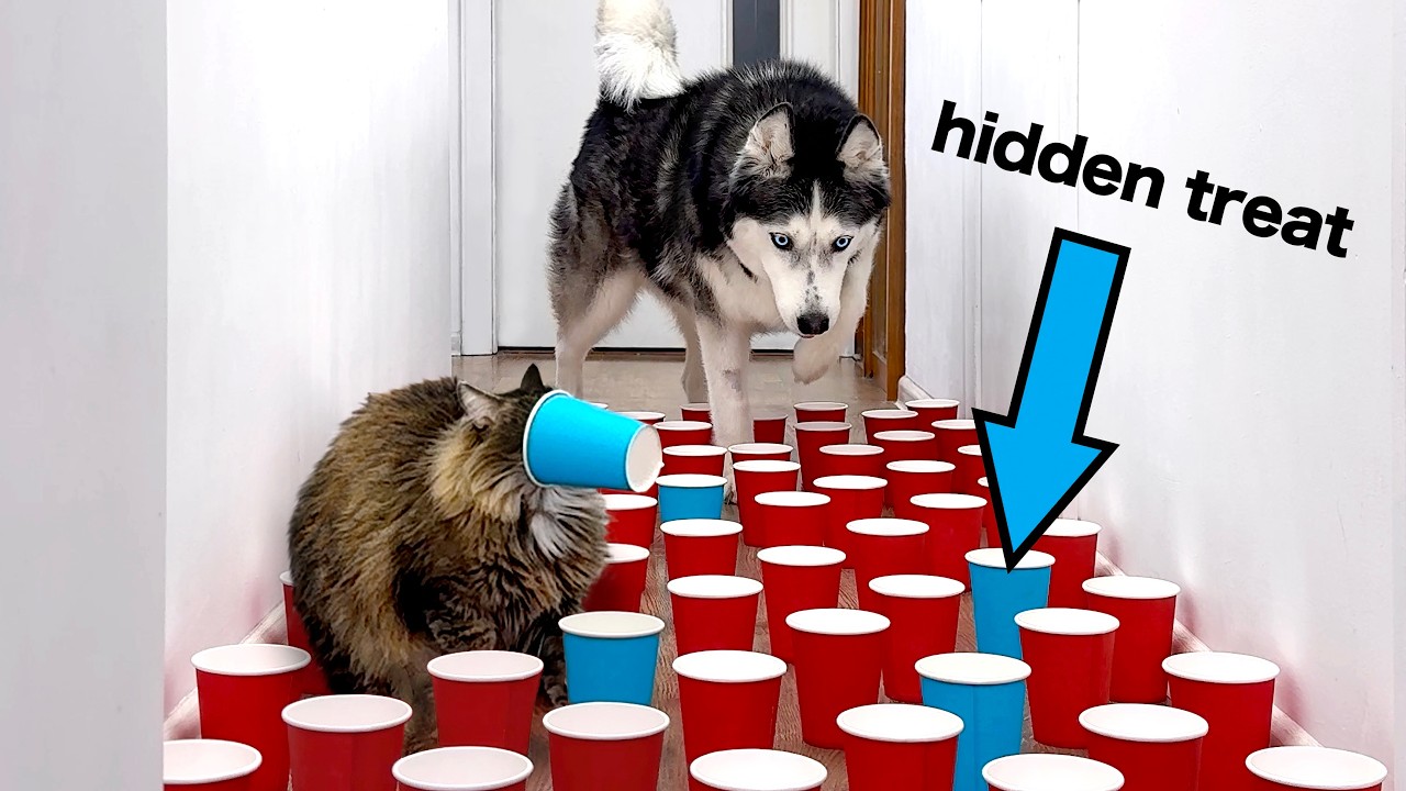 Новый IQ-тест для собак и кошек! Поймут ли хаски, где искать лакомство?