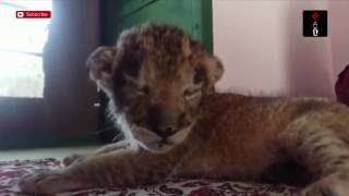 Watch Abandoned Lion Cub Cuddle A Teddy screenshot 3