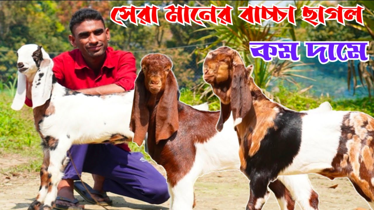 আনকমন কোয়ালিটি সৌখিন খাসি পাঠি ও পাঠা বাচ্চা ছাগলের নিউ কালেকশন আবু ভাই এর খামারে | #goat 