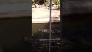Crocodile at Monte Selvagem in Évora