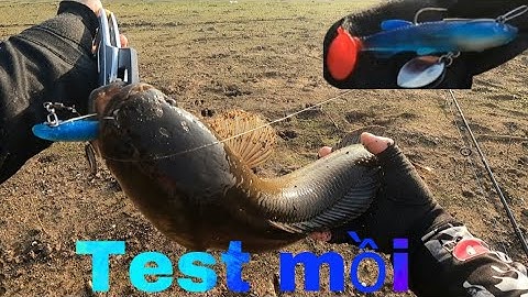 Câu cá lóc tự nhiên P6