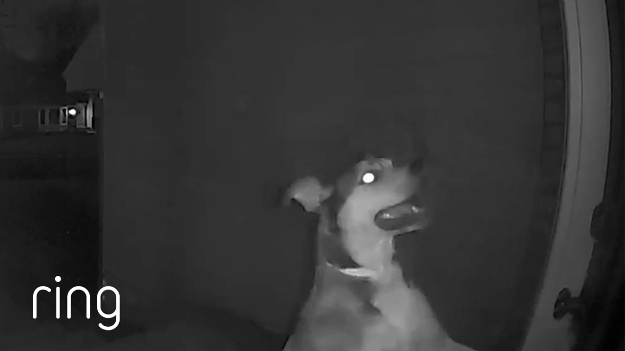 Dog Escapes Daycare, Finds His Way Home RingTV YouTube