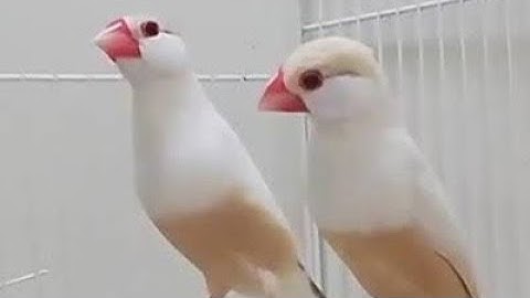 Pastel Fawn Java working Pair