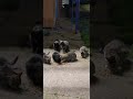 Rest of the gang came out at night #cat #belgrade #serbia #straycat