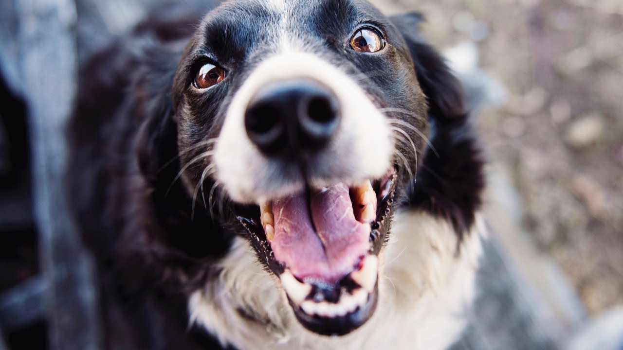 sponsor Bliv såret gå Hvornår har du sidst kigget din hund i munden? - Dyreværnet