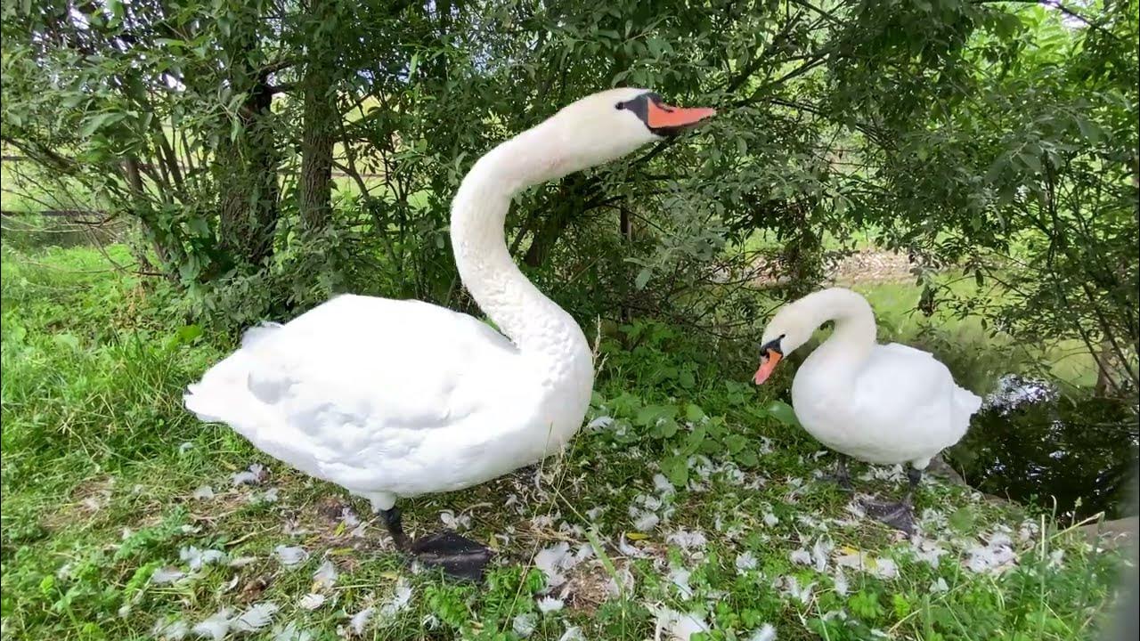 Жизнь лебедей крупным планом. Как разговаривают белые лебеди - YouTube