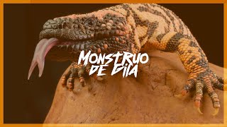 MONSTRUO DE GILA | Características y curiosidades | Mini Documental