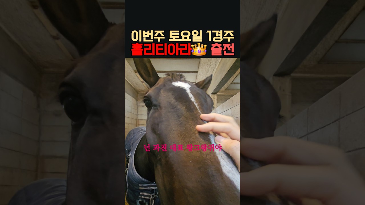 이번주 출전마 소개‼️ #홀리티아라 #토요서울1️⃣경주 #1️⃣1️⃣번게이트