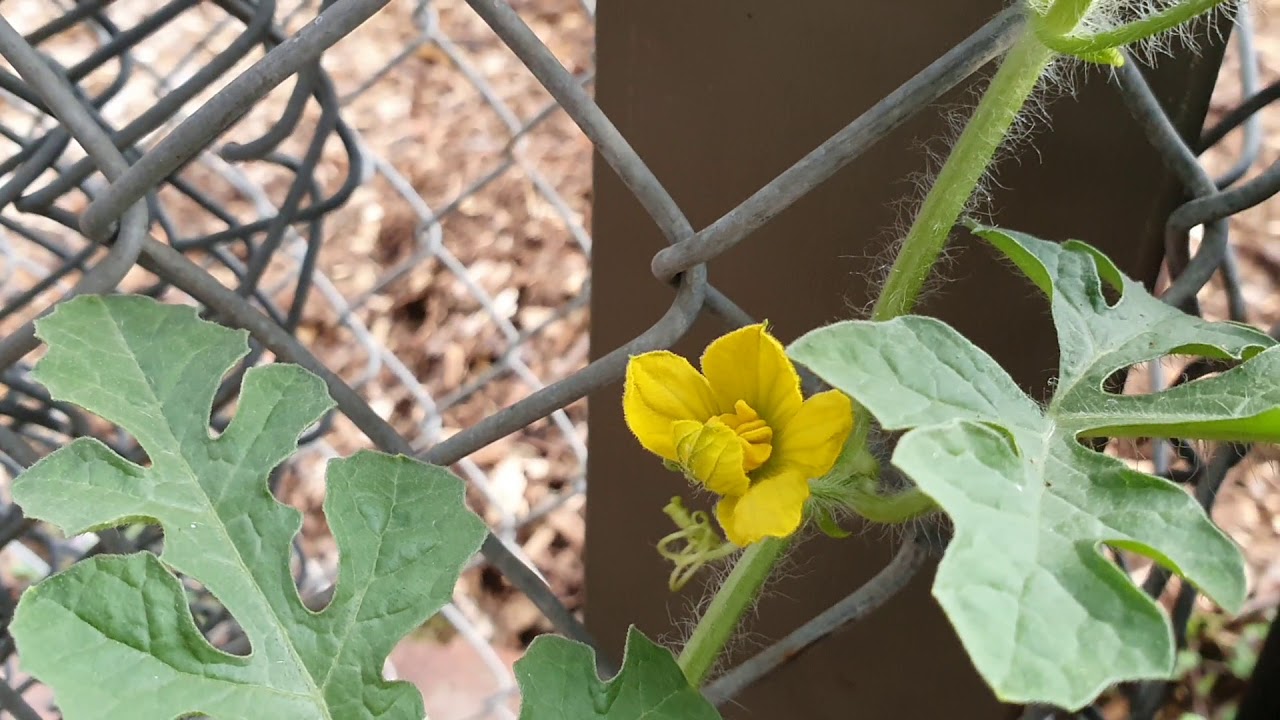 Can you grow watermelons in Melbourne Australia? YouTube