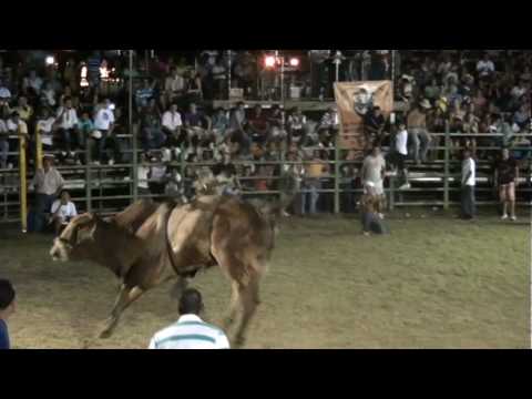 TORO EL MONTES DE ORO.. GANADERIA RANCHO CORTES..