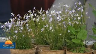 New Day Cleveland: Meadow City Native Plant Nursery