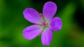 Kasas Suresi Peşava Kadir El Kurdi    سُورَةُ القَصَص   28