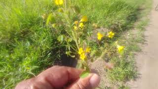 Bom Dia Meus Amigos E Minhas Amigas Mostrando As Flores Do Mês De Julho