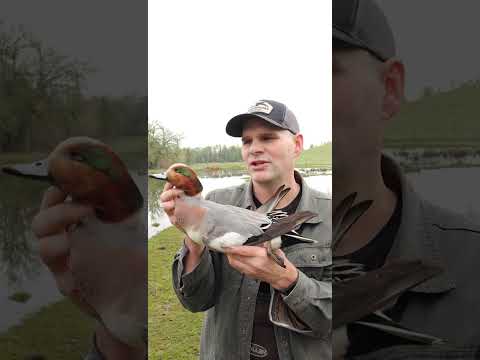 Video: Duck wigeon: description of the bird, characteristics, photo