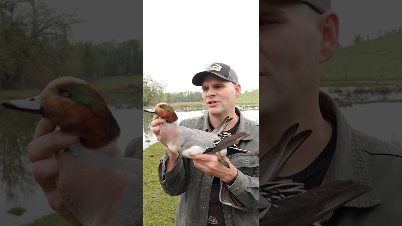 Eurasian Wigeon x American Wigeon Hybrid Duck. I Got An Extremely Rare Hybrid Duck.