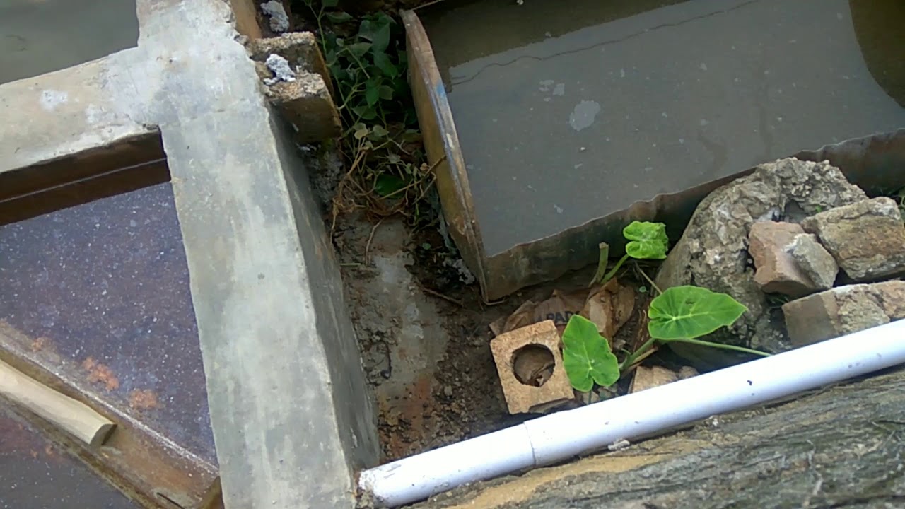 PROSES PEMBUATAN KOLAM IKAN SAYA YouTube PROSES PEMBUATAN KOLAM IKAN SAYA YouTube