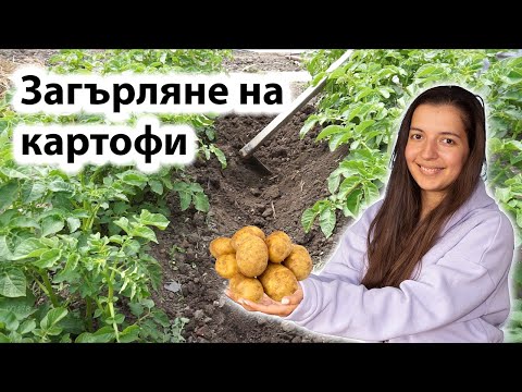 Видео: Какво означава картофите ще poate?