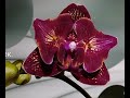 ЭКСКЛЮЗИВНЫЕ КРАСОТКИ - орхидеи Фиолетовая КОРОЛЕВА "Violet Queen", Вишневая БОМБА "Cherry Bomb"