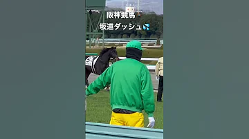 阪神競馬場 5番ジャーヴィス放馬 帰ってきました 