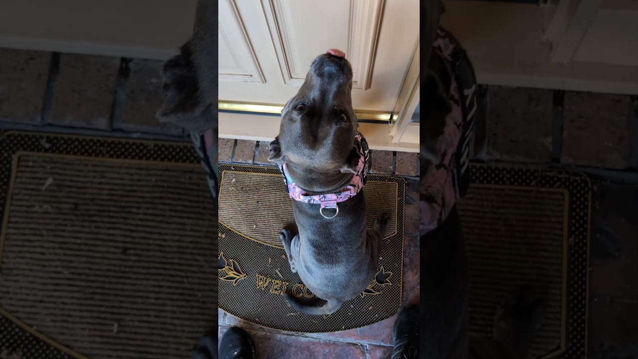 Holly Visiting Grandparents (It's only been 2 weeks between visits)😂 