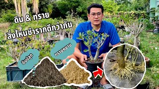 ชำรากชวนชมราชินีพันดอกระหว่างทรายกับดินวัสดุไหนดีกว่ากัน ห้ามพลาด