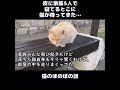 【猫のほのぼの話】夜に家族5人で寝てるとこに猫が降ってきた…#ねこぬこにゃんこ #猫 #猫の話 #ほのぼの #shorts