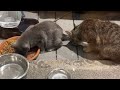 Highlight 6:25 - 11:24 from Kitty City is live! Tangerine Eating Dinner