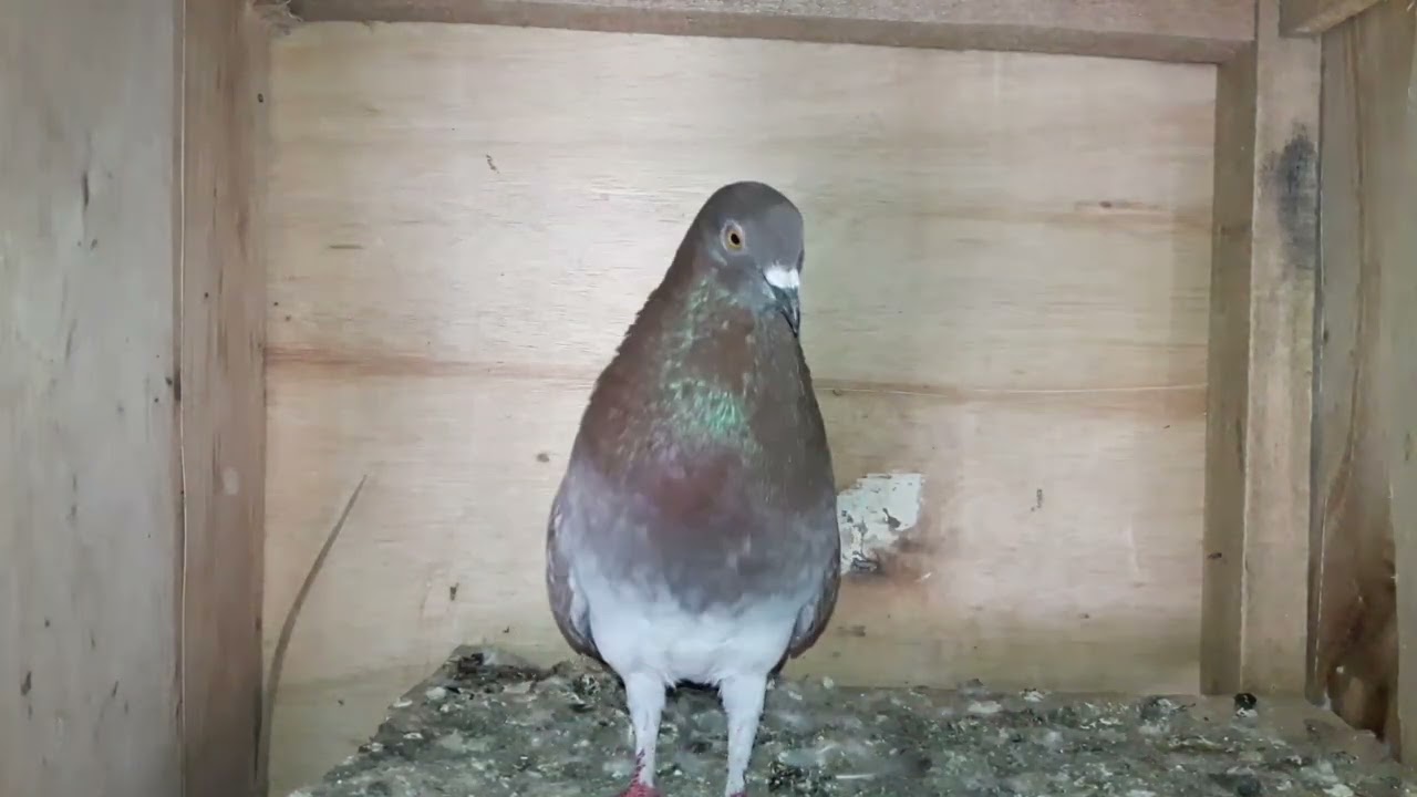 SUARA MERPATI MEMANGGIL BETINA