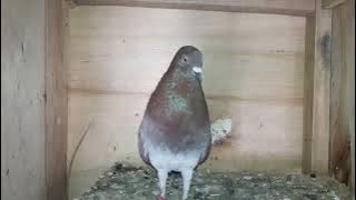 SUARA MERPATI MEMANGGIL BETINA