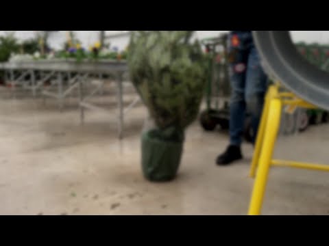 Comment entretenir et recycler son sapin de Noël