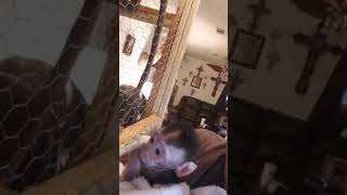 Gavin the Java Macaque monkey meets a new baby
