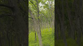What can sound tell us about a forest?