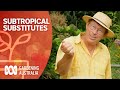 Subtropical Substitutes | Growing Fruit And Vegies | Gardening Australia