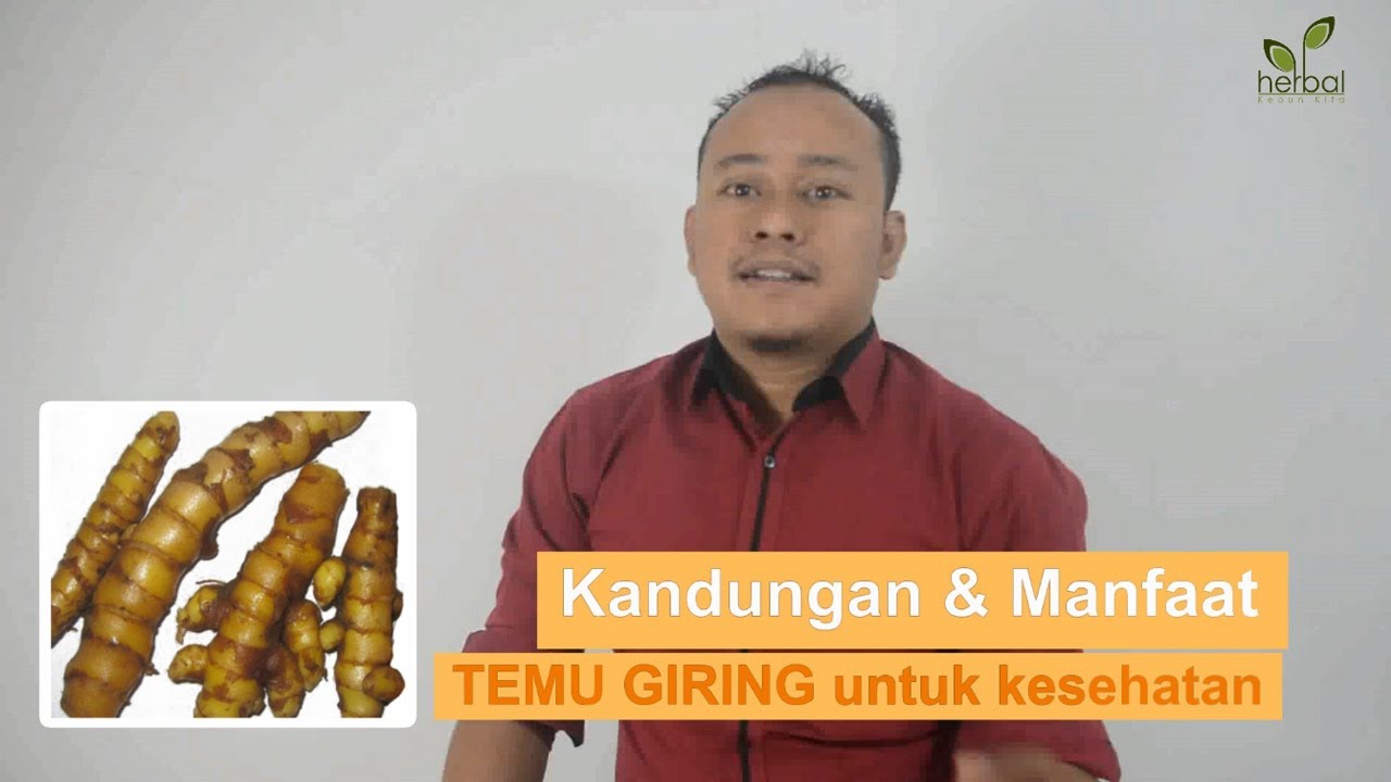 Kandungan dan Manfaat Temu Giring untuk kesehatan 