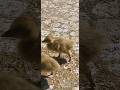 Duckling parade🐥Утиный парад #nature