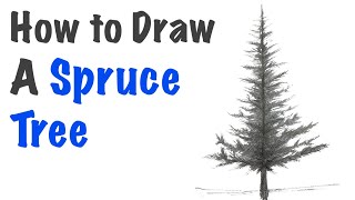 How To Draw A Spruce Tree With Instruction - Youtube