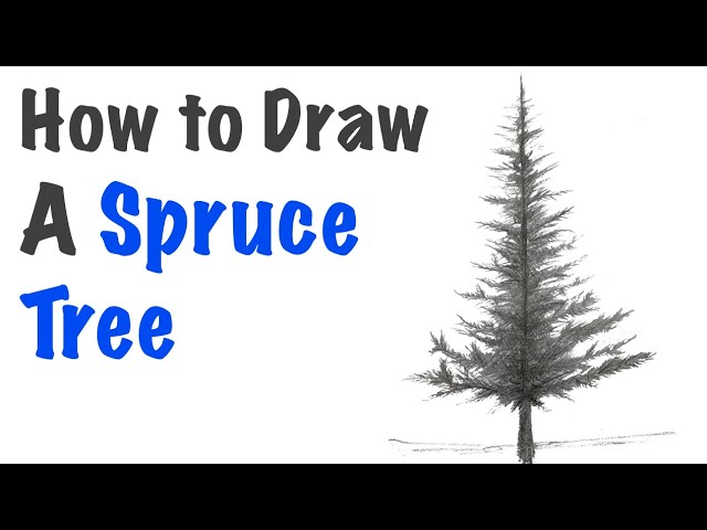 How To Draw A Spruce Tree With Instruction - Youtube