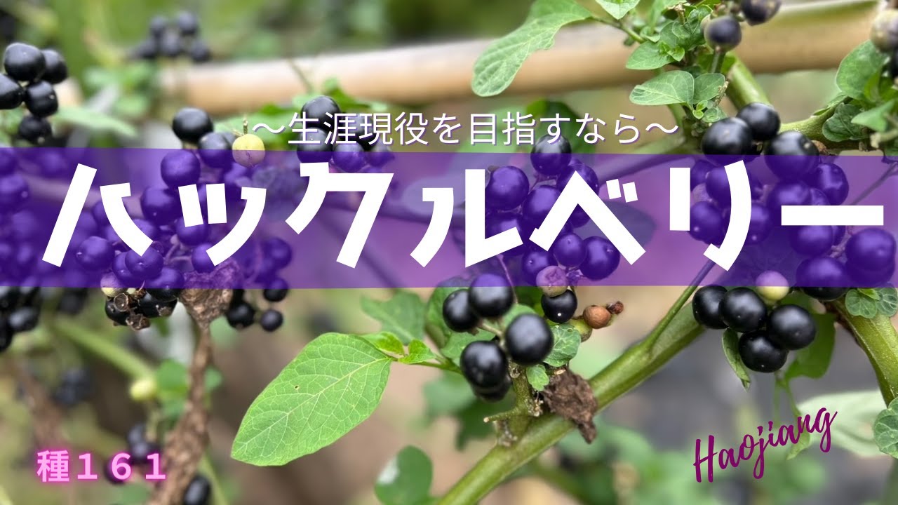 ハックルベリー～生涯現役を目指すなら～さびない身体づくり - YouTube