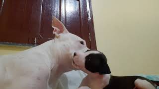 Pitbull brincando