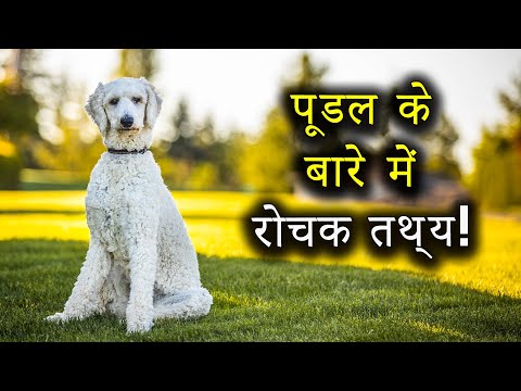 वीडियो: क्या पूडल खाना पसंद करते हैं?