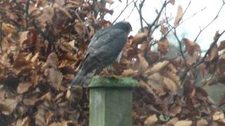 Male Sparrowhawk.AVI