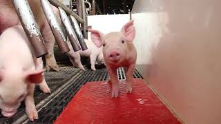 Hi-Pro Pig Program