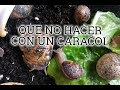 QUE NO HACER CON UN CARACOL