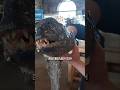 죽어도 무는 물고기 thumbnail