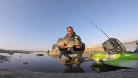NEW DESIGN SWIMBAIT, ANOTHER BIG MURRAY COD