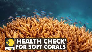 Australian scientists finds a way to spot corals at risk of bleaching | WION Climate Tracker screenshot 3