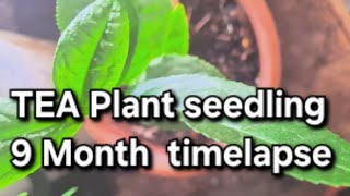 Tea plant seedling 9 months timelapse