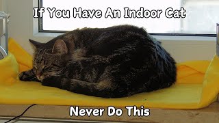 If You Have An Indoor Cat, Never Do This