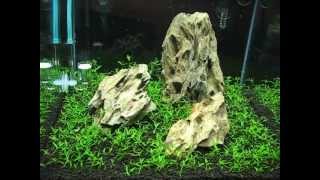 Iwagumi Shrimp Cube. Day 14. First trimming
